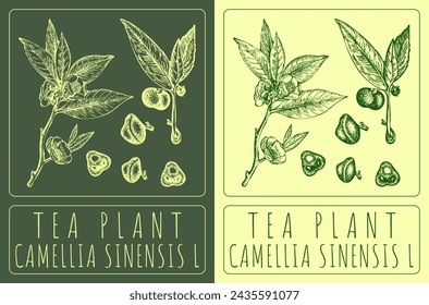 In: Vector drawing TEA PLANT. Handgezeichnete Illustration. Der lateinische Name ist CAMELLIA SINENSIS L.
