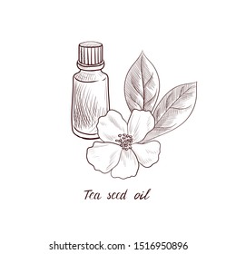 vector drawing tea seed oil, camellia oil, bottle of vegetable oil and Camellia oleifera flower, hand drawn illustration