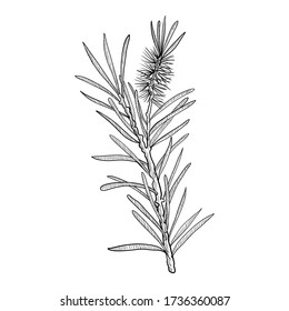 Vector Drawing Tea Tree Branch, Melaleuca Alternifolia, Hand Drawn Illustration