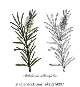 vector drawing tea tree branch, Melaleuca alternifolia, hand drawn illustration