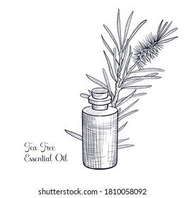 Vector Drawing Tea Tree Essential Oil, Melaleuca Alternifolia, Hand Drawn Illustration