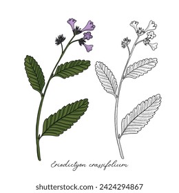 vector drawing thickleaf yerba santa flower, Eriodictyon crassifolium , hand drawn illustration