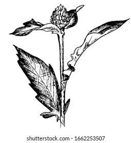 vector drawing of a thistle flower with leaves on a white background