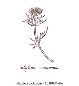 Vector Drawing Thistle Flower Silybum Marianum Stock Vector (Royalty ...