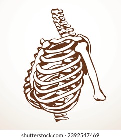 Vector drawing. Thorax and ribs