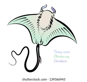 Vector drawing of the thorny scate on a white background.