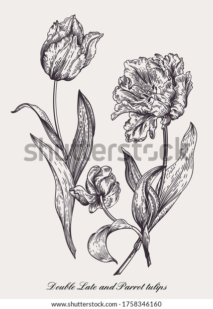 Vector drawing of three tulips. Vintage style.\
Black and white.
