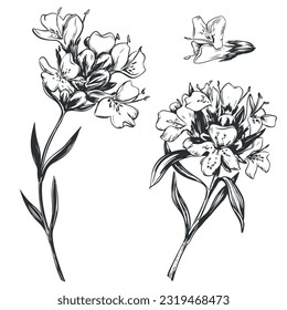 Vector drawing of thyme herb. Detailed images in retro style, engraving style ink drawing. Vintage sketch element for label design, herbal tea packaging.