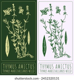 Vector drawing THYMUS AMICTUS. Hand drawn illustration. The Latin name is THYMUS MARSCHALLIANUS WILLD.
