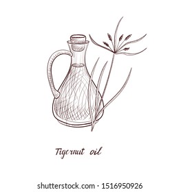 vector drawing tigernut oil, bottle of vegetable oil and Cyperus esculentus plant , hand drawn illustration