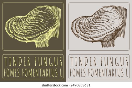 Vector dibujo TINDER FUNGUS. Dibujado a mano ilustración. El nombre de Latina es FOMES FOMENTARIUS L.
