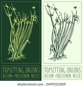 Vector drawing TOPSETTING ONIONS. Hand drawn illustration. Latin name is ALLIUM PROLIFERUM  WILLD.
