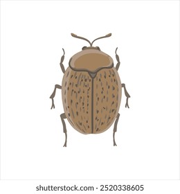 vector drawing tortoise, beetle, leaf-mining beetle isolated at white background, garden pest, hand drawn illustration