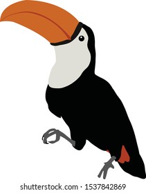 Vector drawing of a toucan 