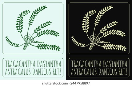 Vector drawing Tragacantha DASYANTHA. Hand drawn illustration. The Latin name is ASTRAGALUS DANICUS RETZ.
