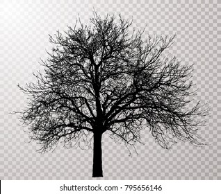 vector drawing of the transparent silhouette naked winter tree