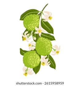vector drawing tree branch with bergamot orange fruits,flowers and green leaves isolated at white background, hand drawn illustration