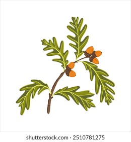 vector drawing tree branch of white oak with green leaves and acorns isolated at white background, Quercus alba, hand drawn illustration