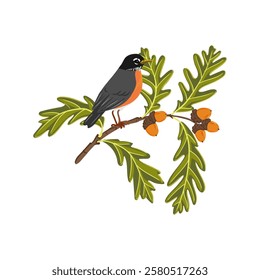 vector drawing tree branch of white oak with green leaves and acorns and American robins birds isolated at white background, Quercus alba, hand drawn illustration