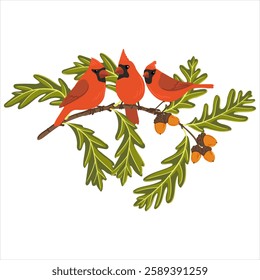 vector drawing tree branch of white oak with green leaves and acorns and nothern cardinal bird isolated at white background, Quercus alba, hand drawn illustration