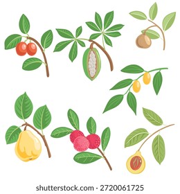 Vektorgrafik von Baumzweigen mit Blättern und Früchten einzeln auf weißem Hintergrund, handgezeichnete Illustration