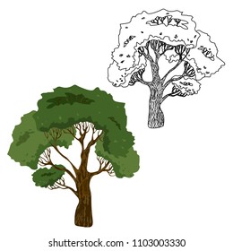 Vector drawing of a tree with a crown and a trunk