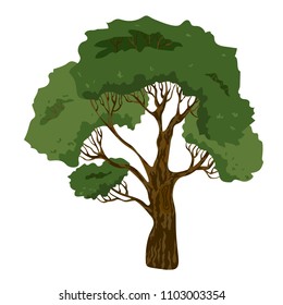 Vector drawing of a tree with a crown and a trunk