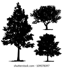 vector drawing of the tree - detailed vector