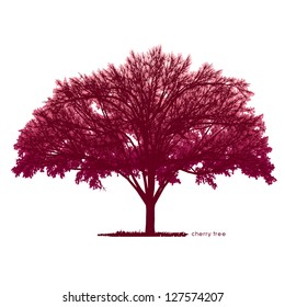 vector drawing of the tree - detailed vector