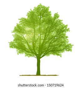 vector drawing of the tree - detailed vector 