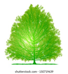 vector drawing of the tree - detailed vector 