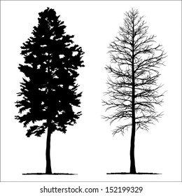 vector drawing of the tree - detailed vector  svg