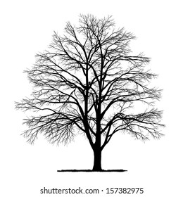 vector drawing of the tree - detailed vector 