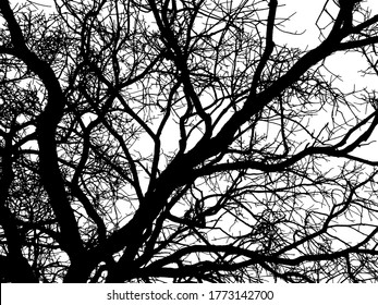 vector drawing of the tree - detailed vector 