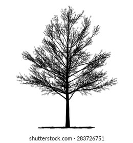 vector drawing of the tree - detailed vector 