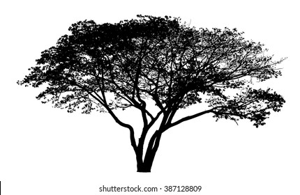 Vector drawing of the tree - detailed vector