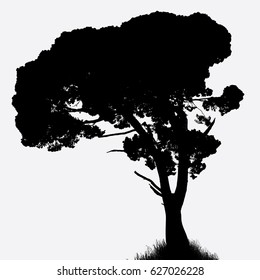 Vector drawing of the tree on white background