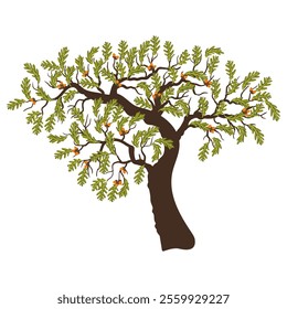 vector drawing tree of white oak with green leaves and acorns isolated at white background, Quercus alba, hand drawn illustration