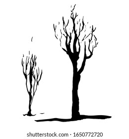 Vector drawing of trees without leaves. Silhouettes of young trees are drawn in ink on a white background and translated into a vector.