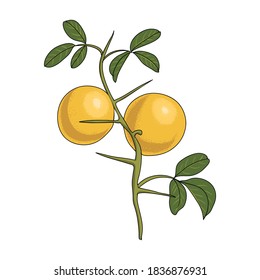 vector drawing trifoliate orange,Citrus trifoliata at white background , hand drawn illustration