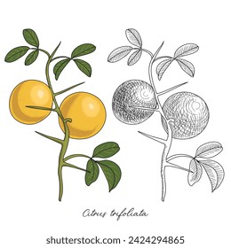 vector drawing trifoliate orange,Citrus trifoliata at white background , hand drawn illustration