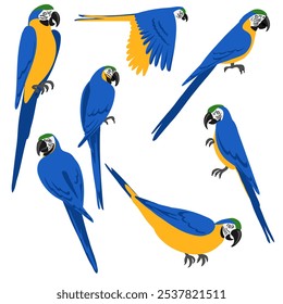 Vector que dibuja el pájaro tropical, guacamayo azul y amarillo, Ara ararauna aislado en el fondo blanco, ilustración dibujada a mano