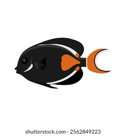 vector drawing tropical fish, Achilles tang, redtail surgeonfish , Acanthurus achilles isolated at white background, hand drawn illustration