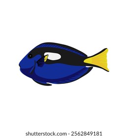 vector drawing tropical fish, regal tang, palette surgeonfish, Paracanthurus hepatus isolated at white background, hand drawn illustration