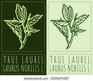 Vector drawing TRUE LAUREL. Hand drawn illustration. Latin name is LAURUS NOBILIS L.

