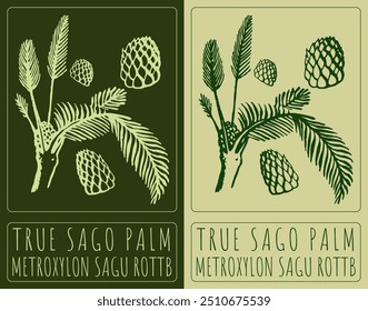 Vector drawing TRUE SAGO PALM. Hand drawn illustration. Latin name is METROXYLON SAGU ROTTB.
