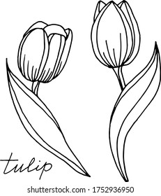Dibujo vectorial de las flores de tulipán. Naturaleza. Esbozo, ilustración. decorativo