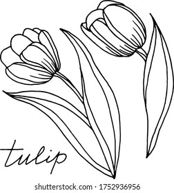 Vector drawing of tulip flowers. Nature. Sketch, illustration. decorative