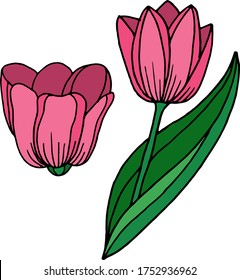 Vector drawing of tulip flowers. Nature. Sketch, illustration. decorative