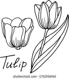 Vector drawing of tulip flowers. Nature. Sketch, illustration. decorative